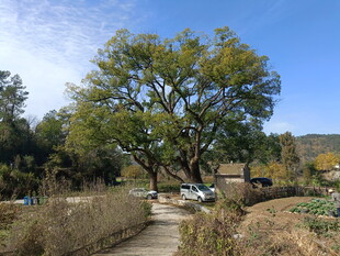 古樟