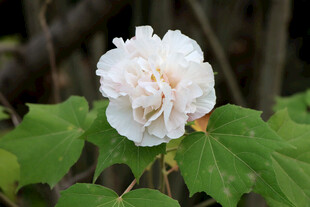 白色木芙蓉花