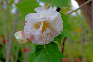 白色木芙蓉花