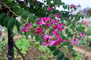紫荆花