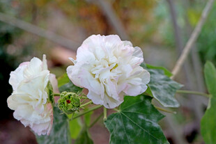 白色木芙蓉花
