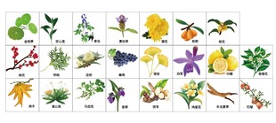 中医草药