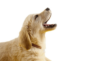 金毛寻回犬