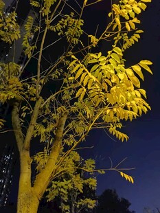 灯光下的树