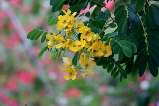黄槐决明花