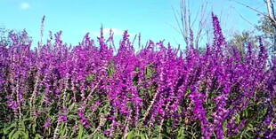 紫花