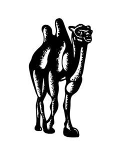 骆驼手绘