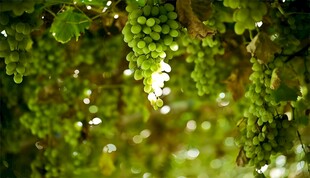 葡萄栽培