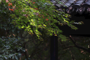 枫叶 秋天的树叶  美丽的叶子