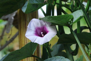 番薯花  