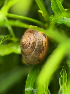 蜗牛