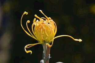 菊花的妖娆