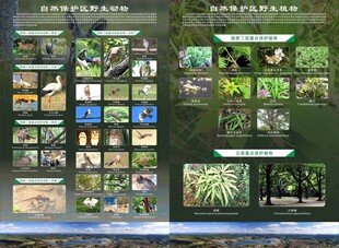 动植物保护宣传单