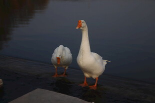 大鹅