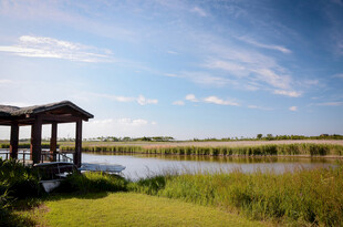 崇明岛湿地风光