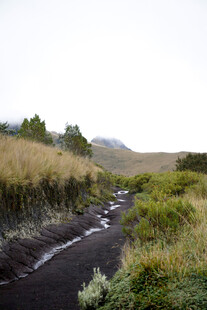 山野草丛小溪流