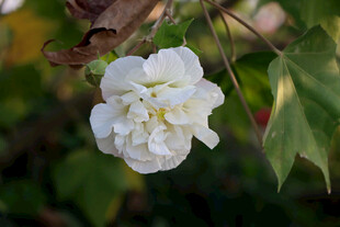 白色木芙蓉花