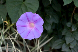 牵牛花
