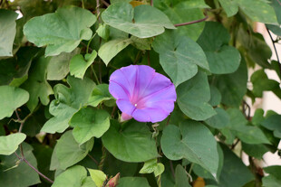 牵牛花