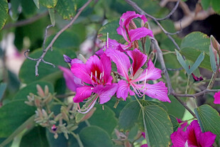 紫荆花