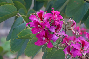 紫荆花