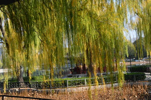垂柳  
