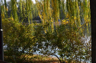 垂柳  
