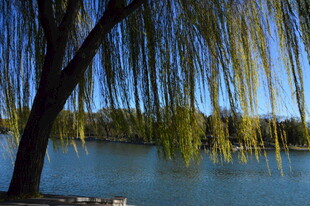 垂柳  