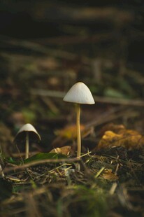 蘑菇  