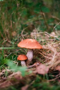 蘑菇  