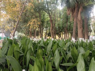 校园风景