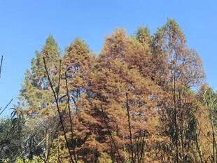 一团树林