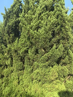 一团松树