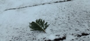 松枝雪