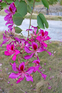 紫荆花