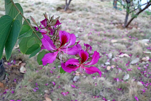 紫荆花