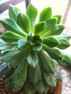 多肉 苹果 蓝苹果 