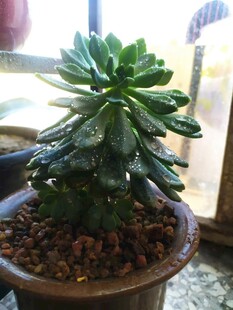 多肉 苹果 蓝苹果 