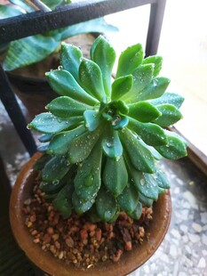 多肉 苹果 蓝苹果