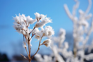 冰雪晶莹