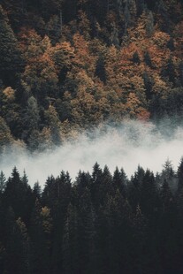 航拍森林