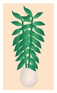 盆栽装饰植物