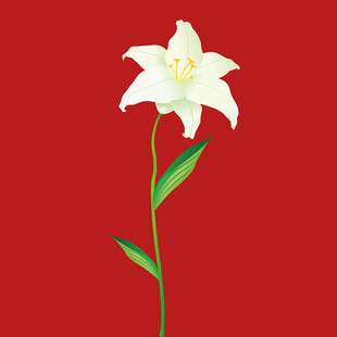 手绘百合花 