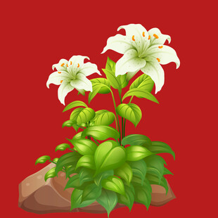 手绘百合花