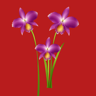 鸢尾花 