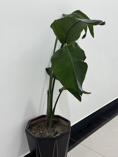 盆栽