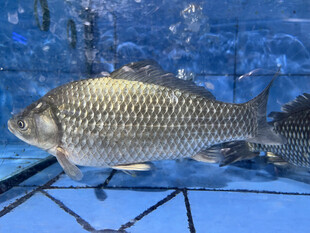 本地鲫鱼放大图