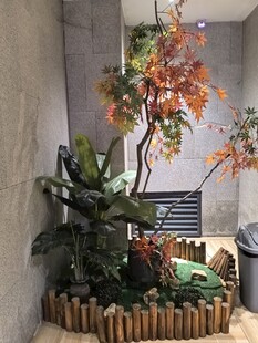 室内造景