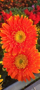 非洲菊