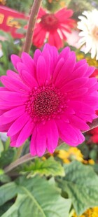 非洲菊